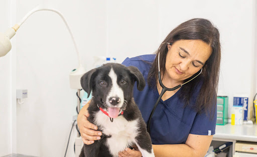 Centre Veterinari Sant Roc