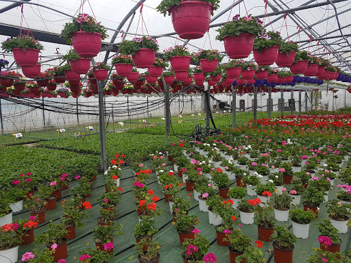 Photo de Jardinerie Seurin à Saint-Savin (33920)