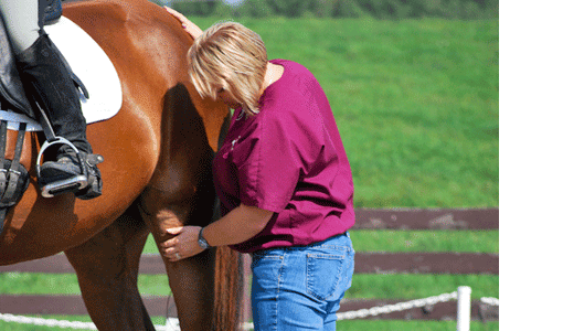 Cutting Edge Equine Veterinary - Thumbnail