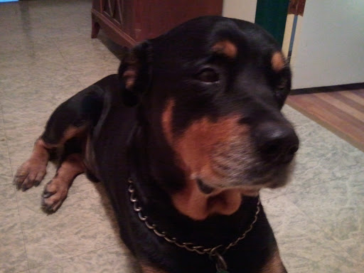 Piedmont Animal Hospital Services - Thumbnail