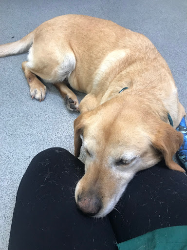 Minster Veterinary Centre - Thumbnail