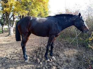 Photo n°17 de Élevage de Zarah à Tieste-Uragnoux (Éleveur de chevaux)