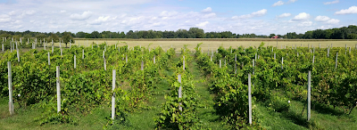 Photos of Sandhill Crane Vineyards
