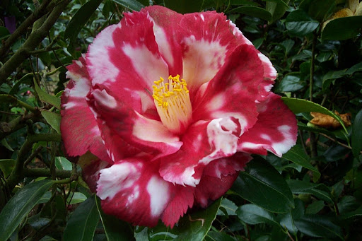 Viveiros Moreira, S.L. - Foto 1