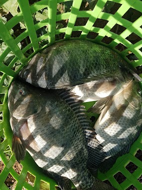 Holy Land Fish Farm, Author: Farhan AL NABER