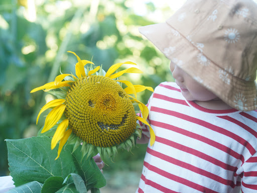 Franklin Farm - Sunflower Fields - Auckland - Thumbnail