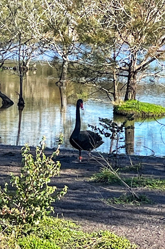 Coombabah Lakelands Conservation Area (Arundel section) - Thumbnail