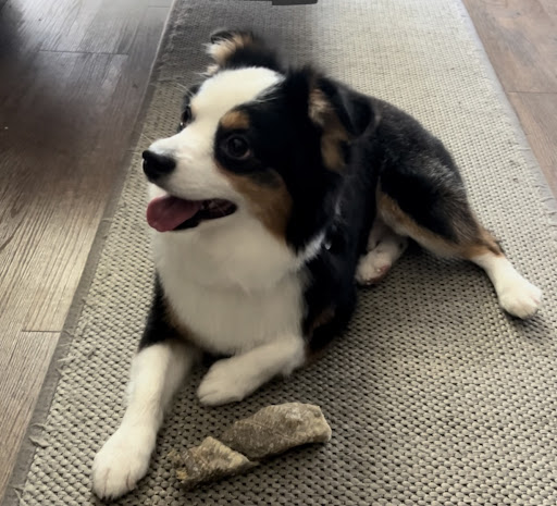 Pet Supplies Plus Ft Worth (Chisholm Trail) - Thumbnail