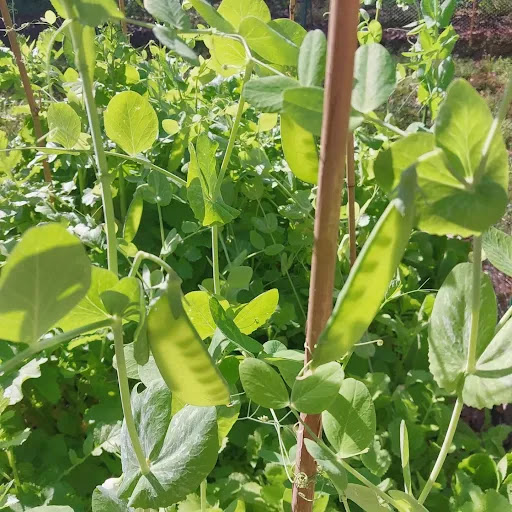 Woodbine Tiny Farm and Garden - Thumbnail
