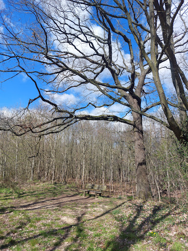 Clamart Woods - Thumbnail