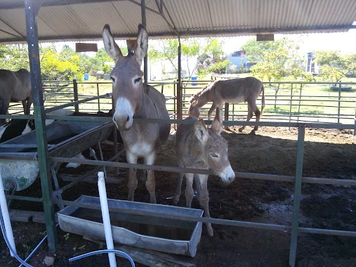 Las Palmas Hostería Animal, Author: Esteban Ols