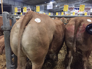 Photo n°7 de Boucherie Dylan Choury à Saint-Aubin-de-Médoc (Traiteur)