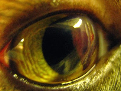Photos of Ultrasound Veterinary Ophthalmology Veterinaria-