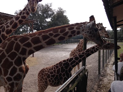 Photos of Giraffe Ranch