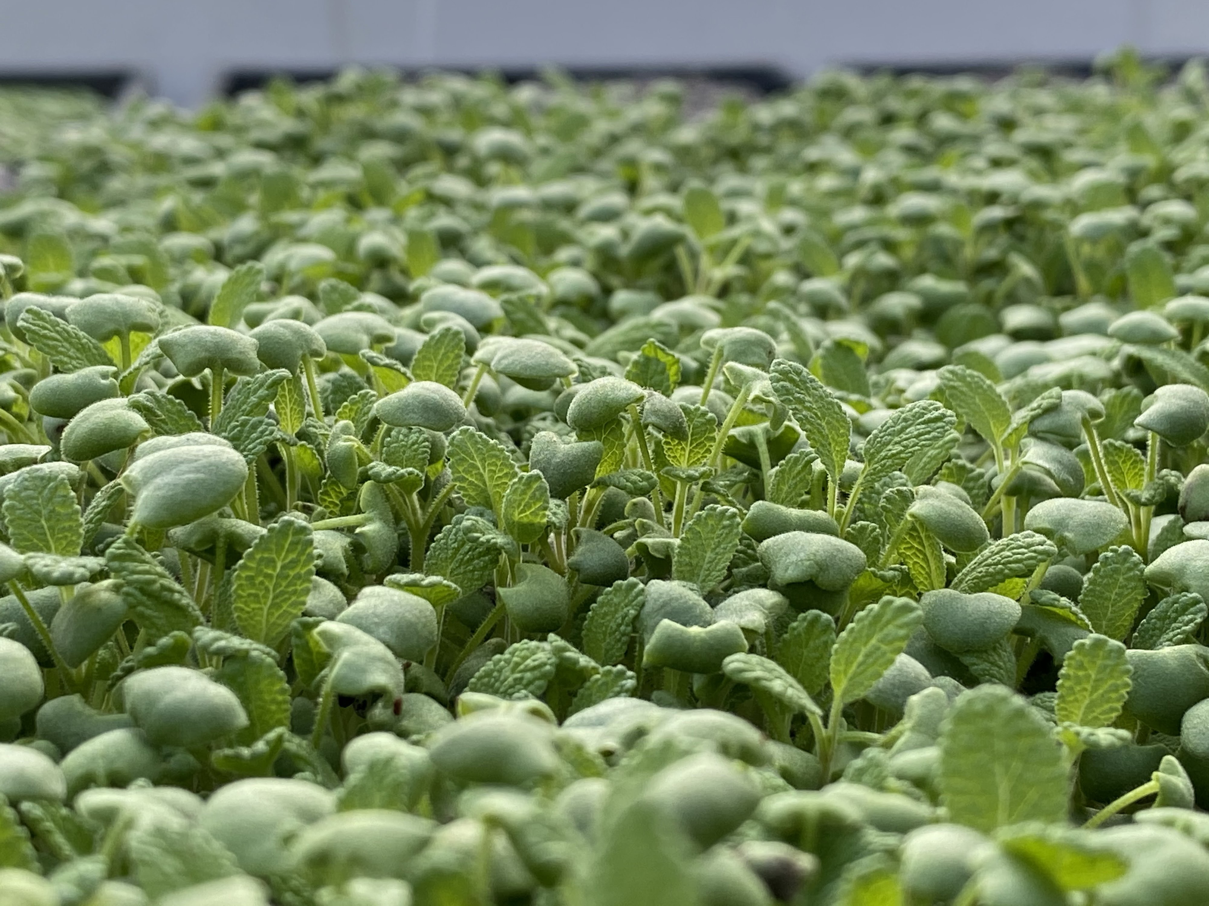 GYO GREENS Farms, Inc