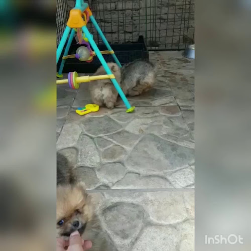 Horarios de Cachorrosfinos.cl