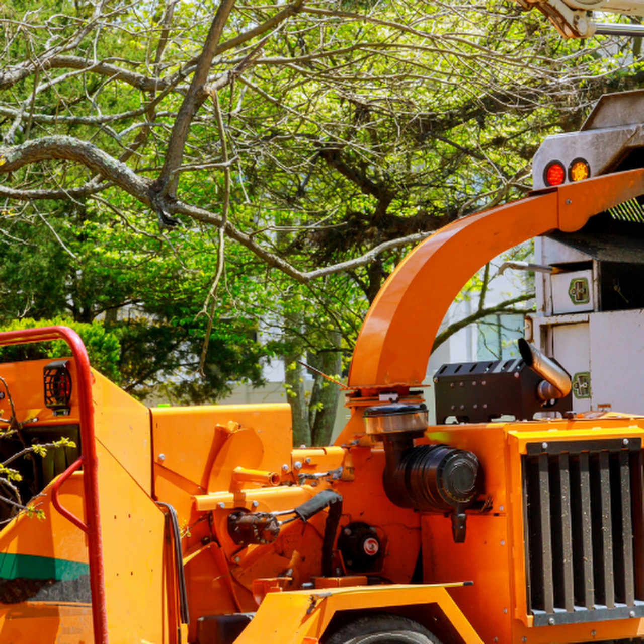 How to Find a Reliable Tree Lopping Service