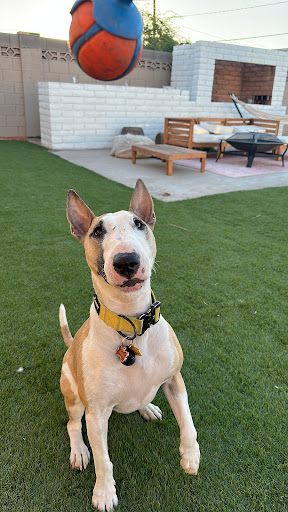 Veterinary Emergency & Specialty Center of Northern Arizona - Thumbnail