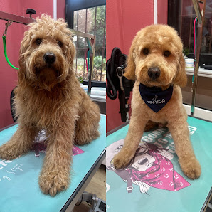 Bild: Trimm-Team by Irina Kuss Hundesalon Alle