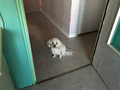 Toilettage Jade - toilettage chien