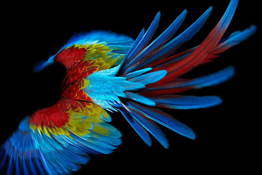 Sarah-Jayne Creative