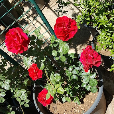 Bloomz Of Heaven Inc.