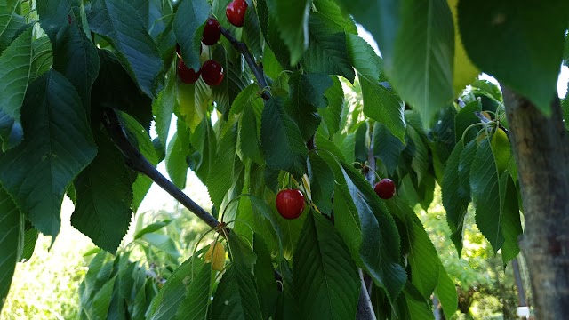 Restaurant Estació de Queixans