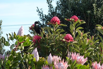 Photos of Green House Bed and Breakfast