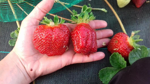VERGER O'TY FRUITS