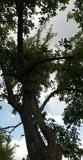 Parc de l'Orée du Bois - Thumbnail