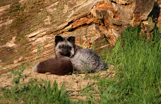 Silberfuchs-Anlage - Thumbnail