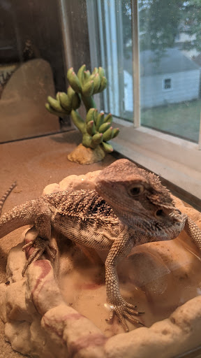 Passaic Pet - Thumbnail