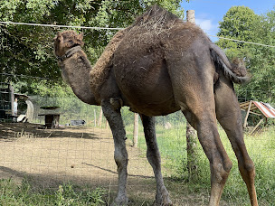 Photo n°22 de Les minis du Chalet à Sanry-lès-Vigy (Association agricole)