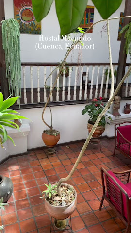 Casa Macondo Bed & Breakfast by null