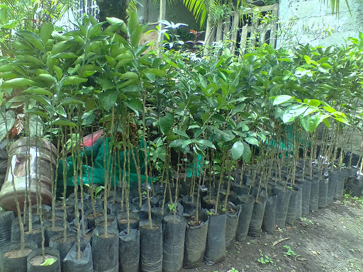 Vivero Danna Sofía - Thumbnail