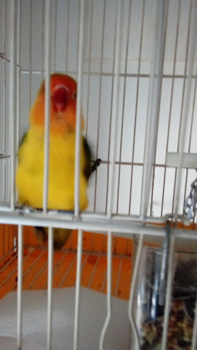 Tienda de Animales la Carolina - Thumbnail