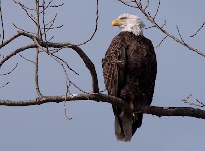 Conowingo Fisherman