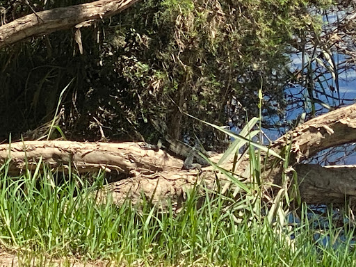 Snowy River Waterwatch Walk - Thumbnail