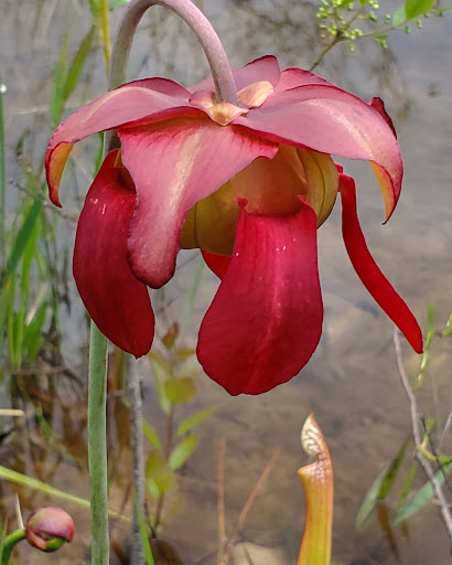 Yellow River Marsh Preserve State Park - Thumbnail
