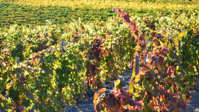 Domaine Allemand