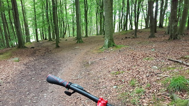 Kinnoull Hill Woodland Park