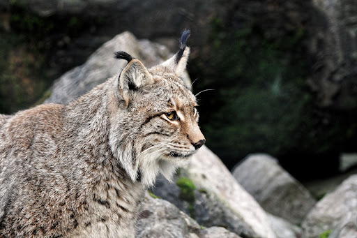 Europäische Wildkatze - Thumbnail