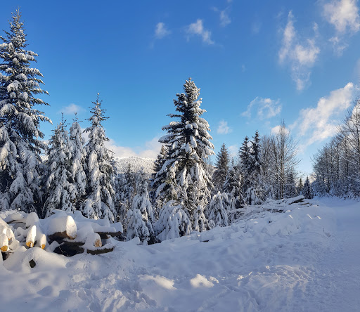 Statera Schwarzwaldtrail - Thumbnail