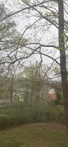 Wäldchen Bischleben Turmhang - Visual