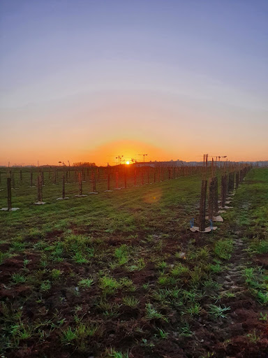Orchard Experimental And Conservatory De Pommiers Sauvages Du Plateau De Saclay - Thumbnail