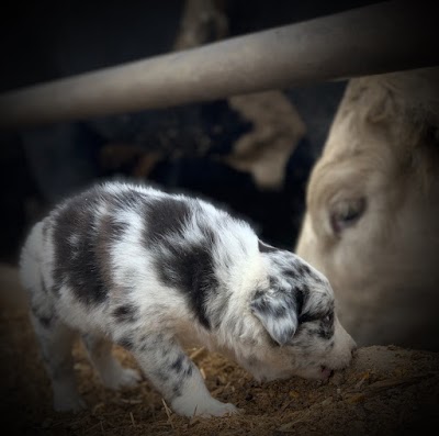 Rocking N Ranch Registered Border Collies, Labradors & Quarter Horses