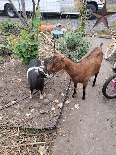 NewBeeFarmers