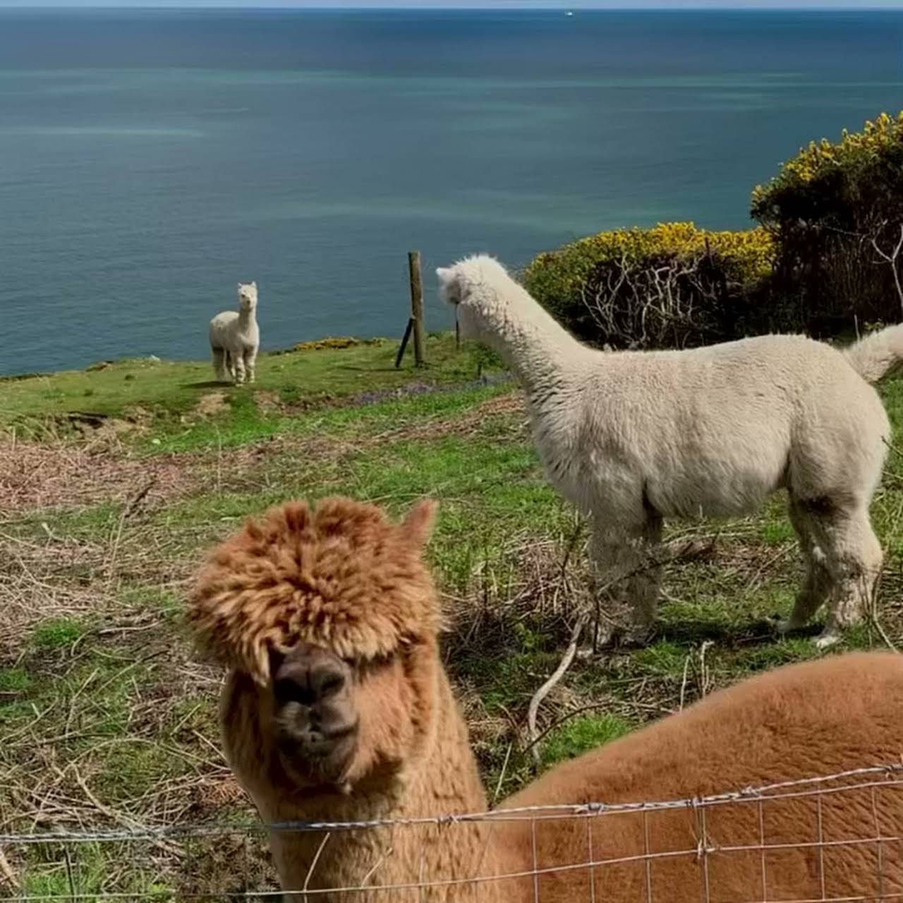 alpacas