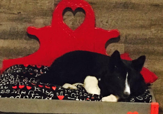 Puppy Love Dog Socialization Center & Spa by null
