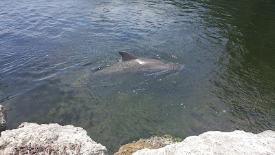 Photos of Dolphins Plus Bayside